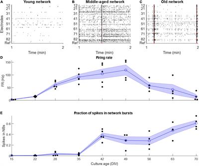 Validation of Functional Connectivity of Engineered Neuromuscular Junction With Recombinant Monosynaptic Pseudotyped ΔG-Rabies Virus Tracing